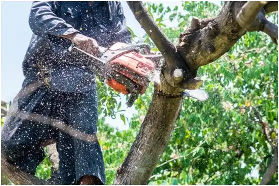 tree services St. Cloud